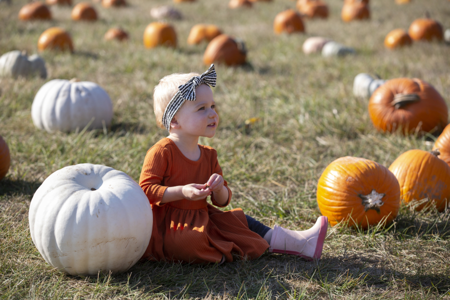 Cassidy Forsburg, 2, of Battle Ground sits in the pumpkin patch at Pomeroy Farm in Yacolt. The Pumpkin Lane event will run on weekends through the rest of the month.