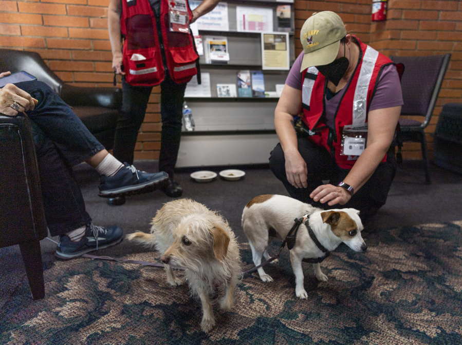 Emily Cram, right, of Vancouver, pets Jaxie, right, 7, while Sammy looks around on Monday at the Camas Church of the Nazarene. The church is functioning as a disaster relief shelter from the nearby Nakia Creek Fire. The pets' owner, Dwight Daley, not pictured, had to step out momentarily and leave the dogs with Red Cross workers.