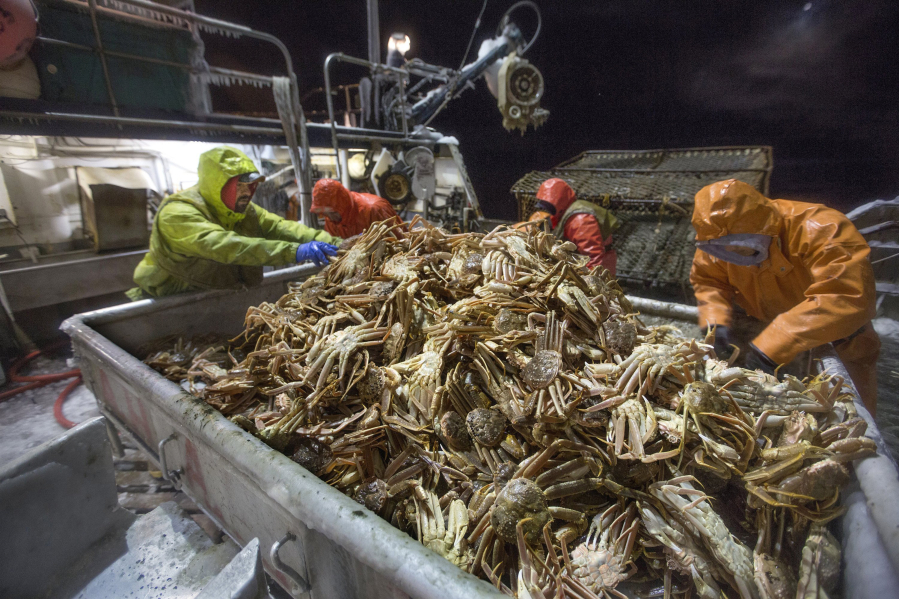 Deckhands aboard the crab boat Arctic Hunter in the Bering Sea off Alaska separate male and female snow crab on March 21, 2013. There will be no Bering Sea red king crab or snow crab harvests this year.