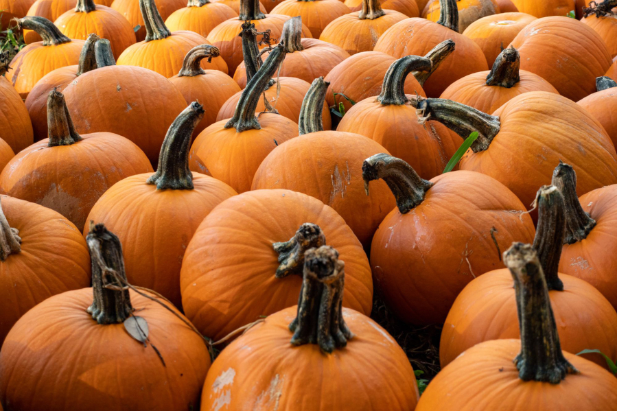 Writer Laura Yuen offers some strategies to try to keep your porch pumpkins safe from the squirrels.