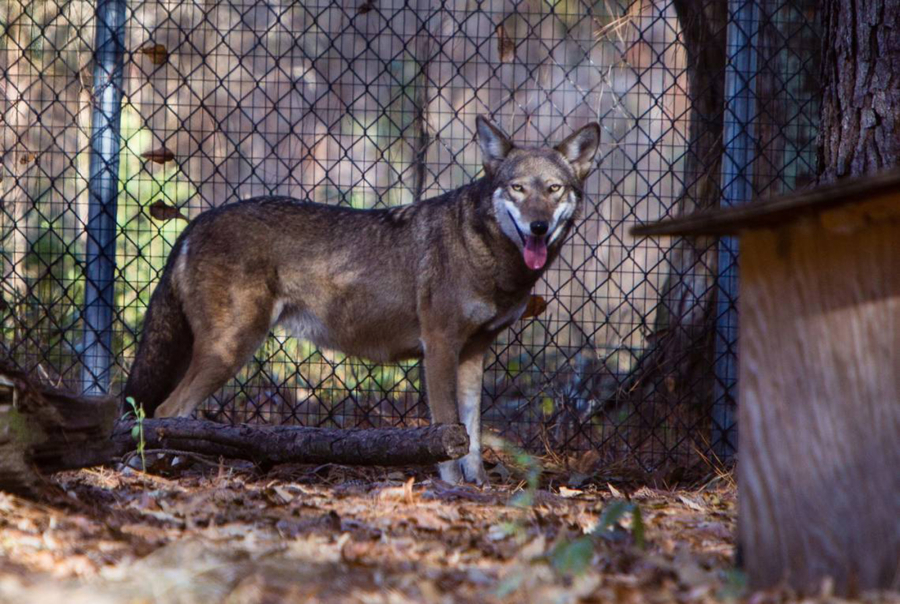 Red wolves are part of an educational and conservation program at Cape Romain National Wildlife Refuge, Sewee Visitor???s Center in Awendaw. There are only fewer than 300 red wolves in existence.