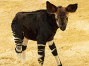 Just in time for World Okapi Day on Oct. 18, Disney's Animal Kingdom Lodge announced the birth of a rare, endangered okapi calf named Beni. The healthy, male calf was born in July to first-time mom Olivia at Disney's Animal Kingdom Lodge at Walt Disney World Resort in Lake Buena Vista, Fla.