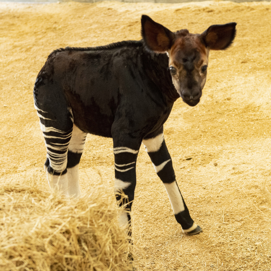 Just in time for World Okapi Day on Oct. 18, Disney's Animal Kingdom Lodge announced the birth of a rare, endangered okapi calf named Beni. The healthy, male calf was born in July to first-time mom Olivia at Disney's Animal Kingdom Lodge at Walt Disney World Resort in Lake Buena Vista, Fla.