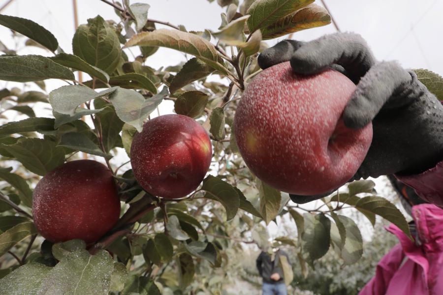 A Cosmic Crisp apple, partially coated with a white kaolin clay to protect it from sunburn, is picked Oct. 15, 2019, at an orchard in Wapato.