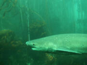 A broadnose sevengill shark (Notorynchus cepedianus) swims through a kelp forest in False Bay, South Africa.