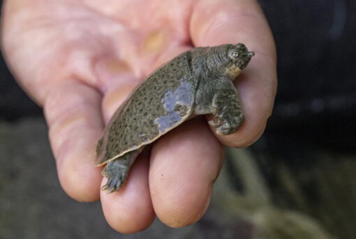 This Aug. 16, 2022, photo provided by San Diego Wildlife Alliance, shows an Indian narrow-headed softshell turtle at the San Diego Zoo. The rare and endangered turtle species has finally bred at the San Diego Zoo, as officials announced on Monday, Oct. 3, 2022, the arrival of 41 tiny Indian narrow-headed softshell turtle hatchlings. Officials say the hatchings make the alliance the first accredited conservation organization in North America to hatch the endangered turtles.