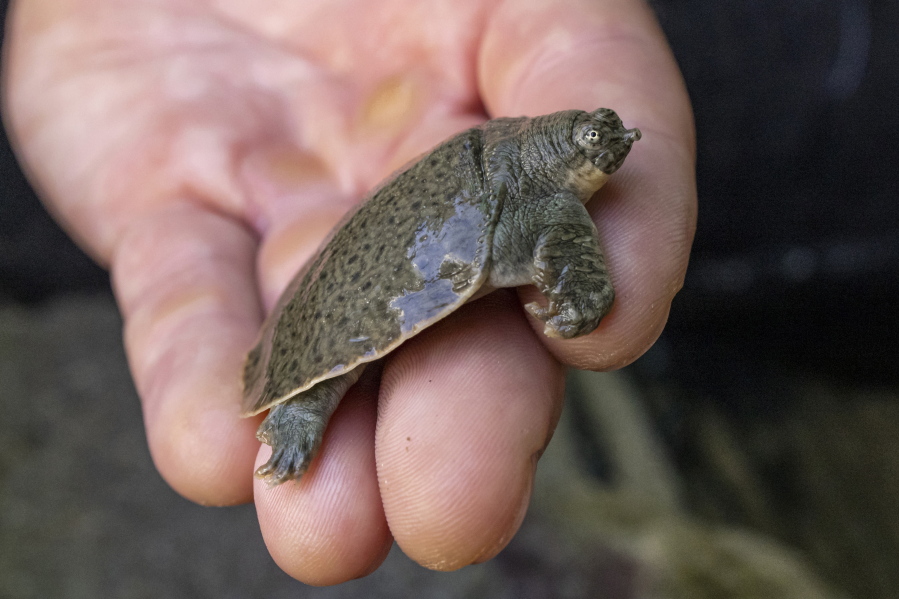 This Aug. 16, 2022, photo provided by San Diego Wildlife Alliance, shows an Indian narrow-headed softshell turtle at the San Diego Zoo. The rare and endangered turtle species has finally bred at the San Diego Zoo, as officials announced on Monday, Oct. 3, 2022, the arrival of 41 tiny Indian narrow-headed softshell turtle hatchlings. Officials say the hatchings make the alliance the first accredited conservation organization in North America to hatch the endangered turtles.