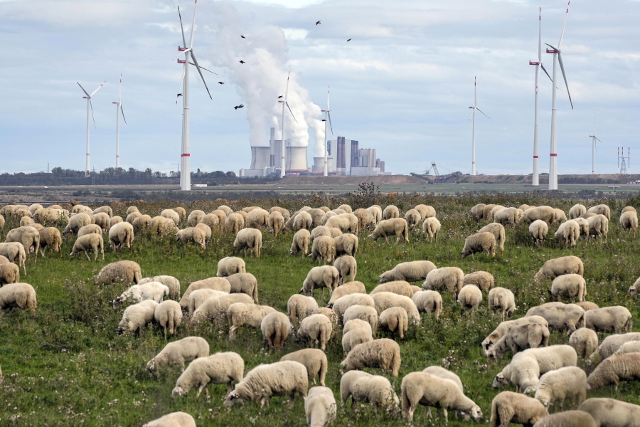 Sheep graze in front of a coal-fired power plant at the Garzweiler open-cast coal mine Sunday near Luetzerath, western Germany.