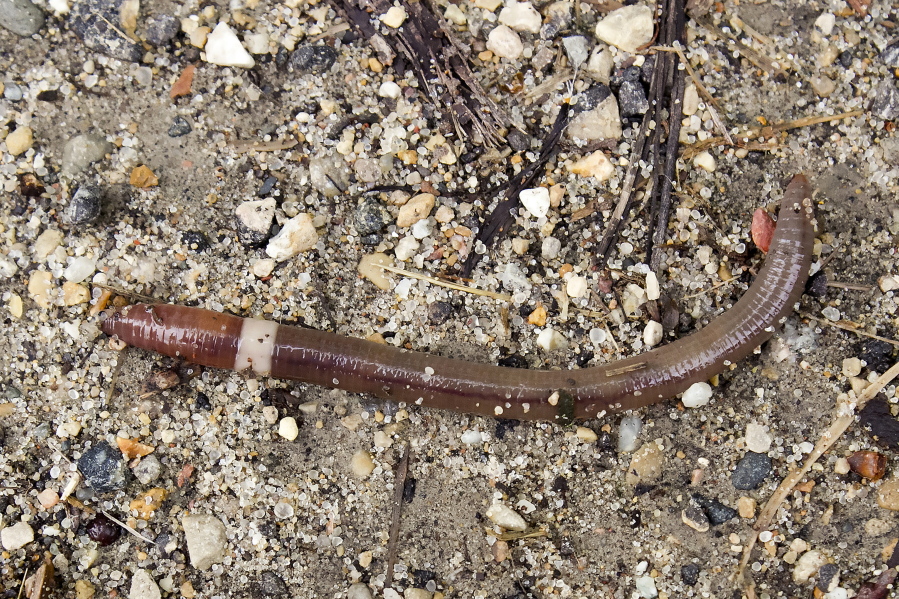 A mature Asian jumping worm found in Madison, Wis. The species is distinguishable from other earthworms by the presence of a creamy gray or white band encircling its body.