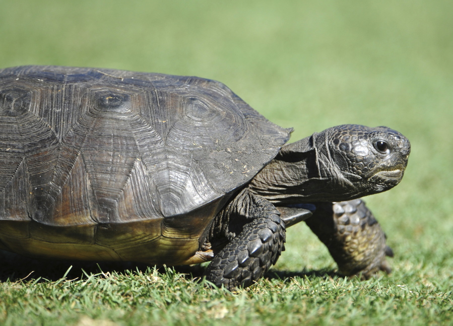 FILE - A gopher tortoise ambles along a tee box on Sept. 21, 2014 in Ponte Vedra Beach, Fla. The U.S. Fish and Wildlife Service said Tuesday, Oct. 11, 2022, that the burrowing reptiles don't need federal protection in Florida, Georgia, South Carolina and most of far south Alabama but remain threatened in southeastern Mississippi and bits of Louisiana and southwest Alabama.