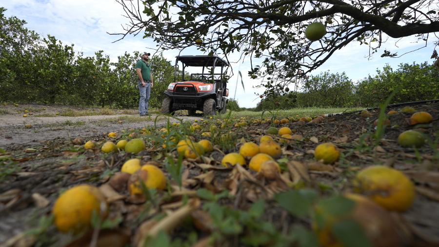 Fifth generation farmer Roy Petteway looks at the damage to his citrus grove from the effects of Hurricane Ian Wednesday, Oct. 12, 2022, in Zolfo Springs, Fla.