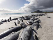 A string of dead pilot whales line the beach at Tupuangi Beach, Chatham Islands, in New Zealand's Chatham Archipelago, Saturday, Oct. 8, 2022. Some 477 pilot whales have died after stranding themselves on two remote New Zealand beaches over recent days, officials say.