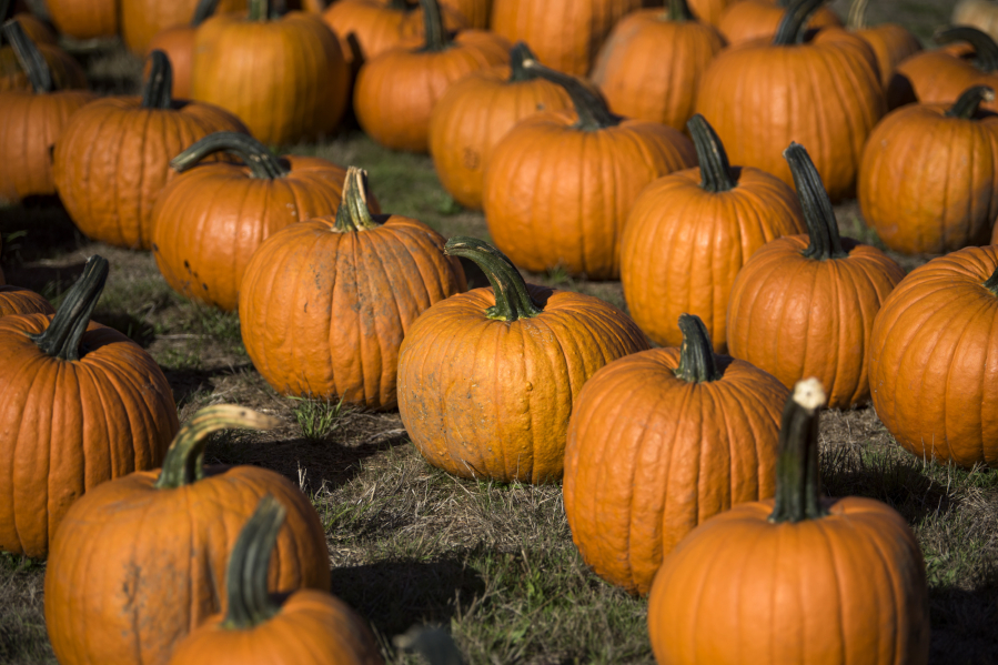October is pumpkin season.