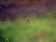 Raindrops accumulate on the web of an orb weaver spider.