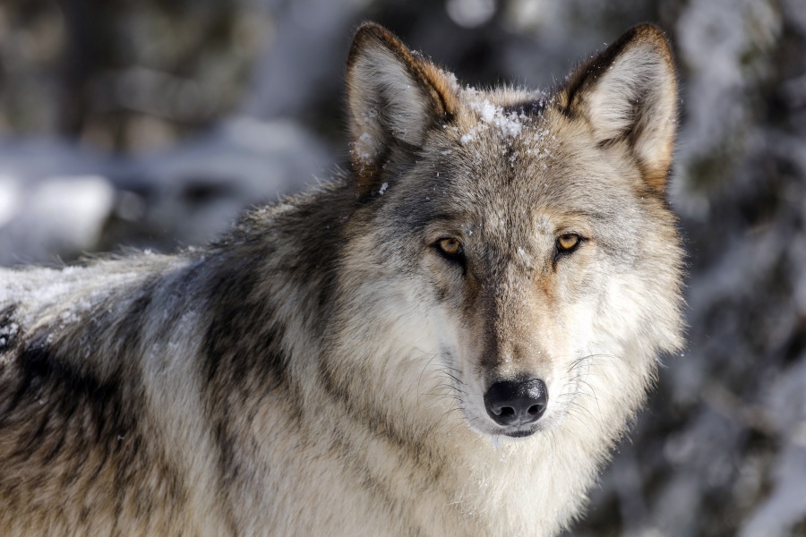 FILE - A wolf is shown in Yellowstone National Park, Wyo., in this file photo provided by the National Park Service, Nov. 7, 2017. Idaho's wolf population appears to be holding steady despite recent changes by lawmakers that allow expanded methods and seasons for killing wolves, the state's top wildlife official said Thursday, Oct. 6, 2022. (Jacob W.