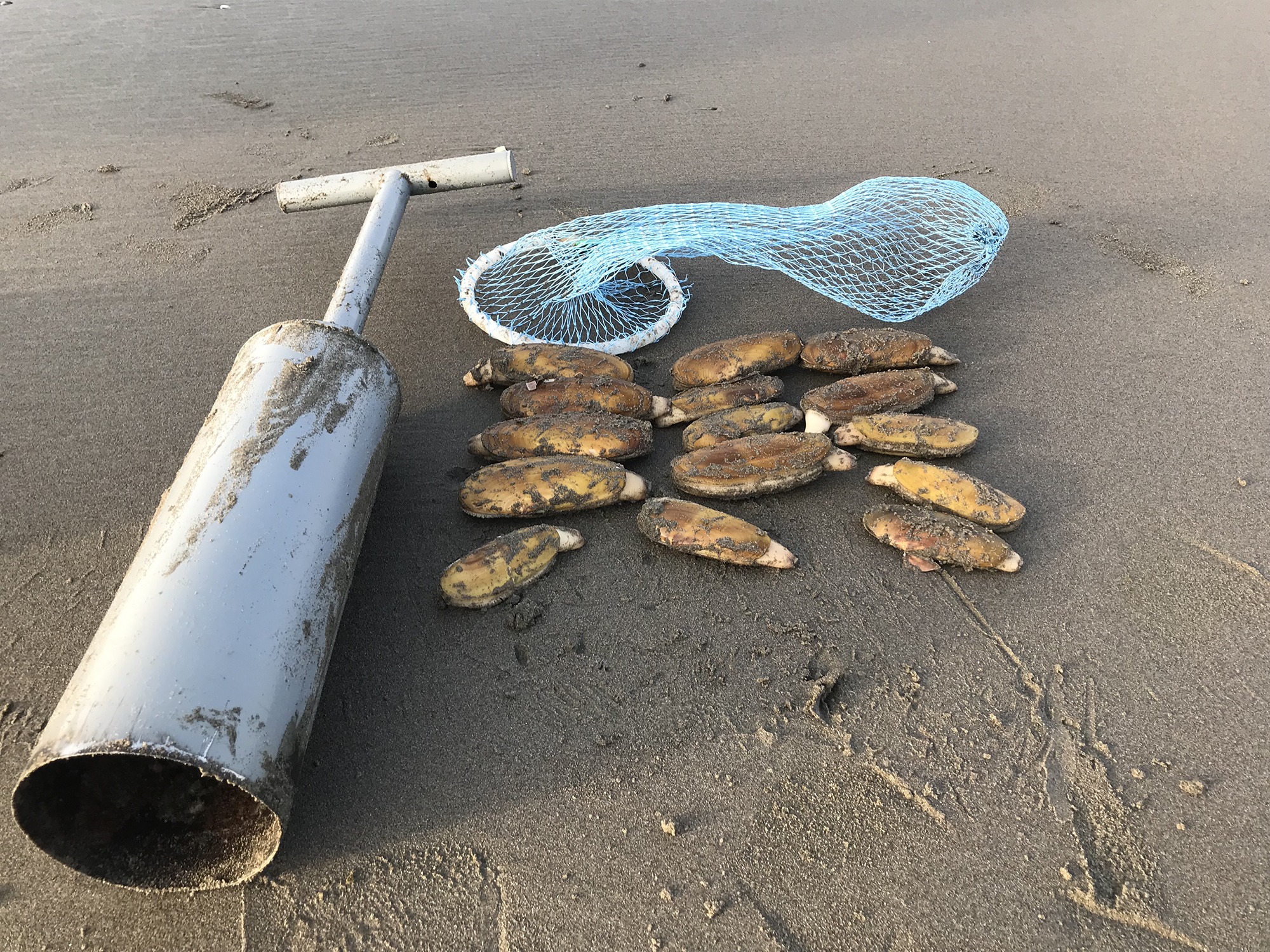 Full limit of 15 razor clams dug south of the Oysterville approach at the northern end of Long Beach Peninsula.