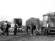 This 1922 image of the Sells-Floto Circus shows an elephant pulling a canvas-covered cage wagon into position. An octagon cage wagon is on the right. The circus, formed in the early 1900s, toured the United States as the second-largest traveling circus until 1921. That September, it was robbed of $30,000 in Vancouver by three bandits. After the heist, the American Circus Corporation absorbed Sells-Floto Circus.