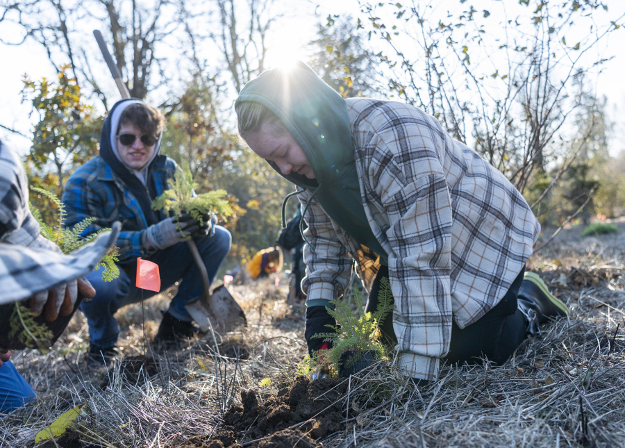 Clark College student Taylor Dillaman, right, plants yarrow Nov. 15 at the Sams Walker Day Use Area near Skamania. The Center for Ecodynamic Restoration is working with the U.S. Forest Service, Friends of the Columbia Gorge and Skamania County on restoring the land to a meadow of native wildflowers.