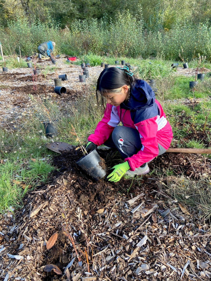 Thirty-five volunteers, from grade-schoolers to grandparents, planted 1,333 native Northwest plants near Burnt Bridge Creek on Nov. 12.