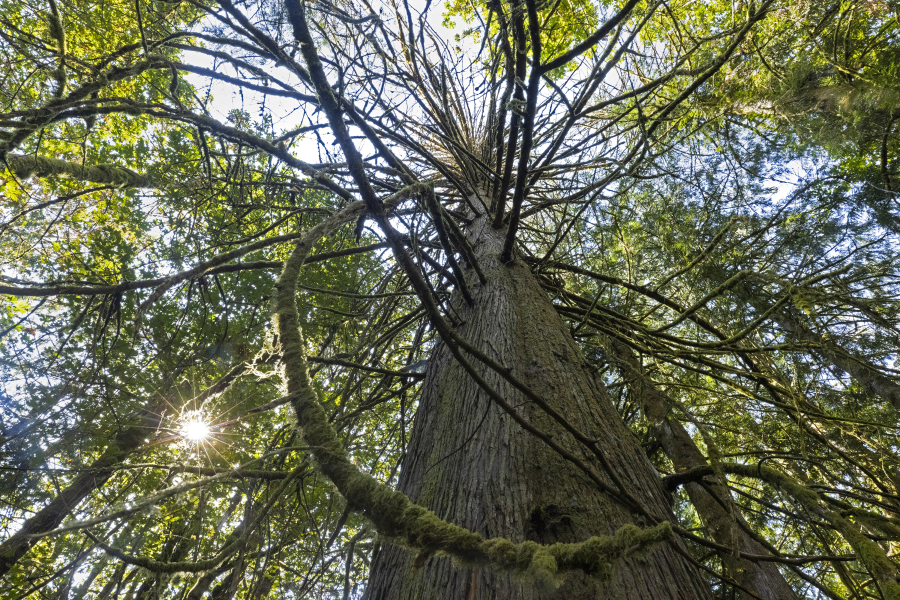 A dead western red cedar tree is among other living trees at Cedar Creek Park near Maple Valley on Aug. 31, 2022.  Climate change has been added to the list of reasons for the death of many red cedars.  The number of dying red cedars has gone up in the last five years. (Ellen M.