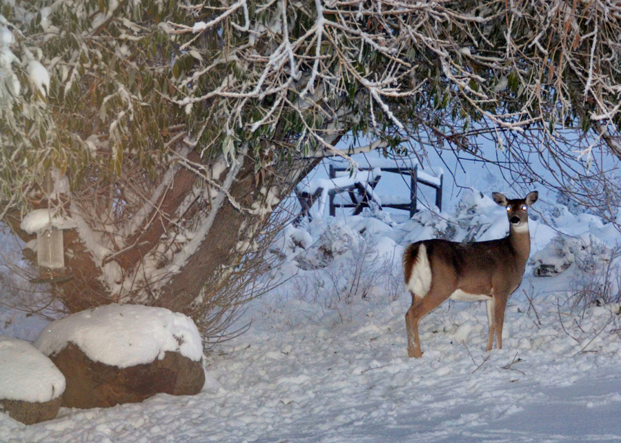 A trail camera picks up a whitetail deer in Idaho in a 2012 file image.