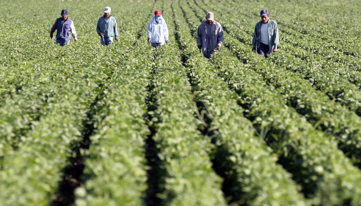 A group of farmworkers walk through rows of bean plants removing weeds south of Nampa, Idaho, in August 2005.