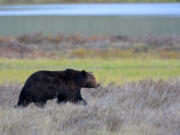 Restoring grizzly bears to Washington's North Cascades is again under consideration.