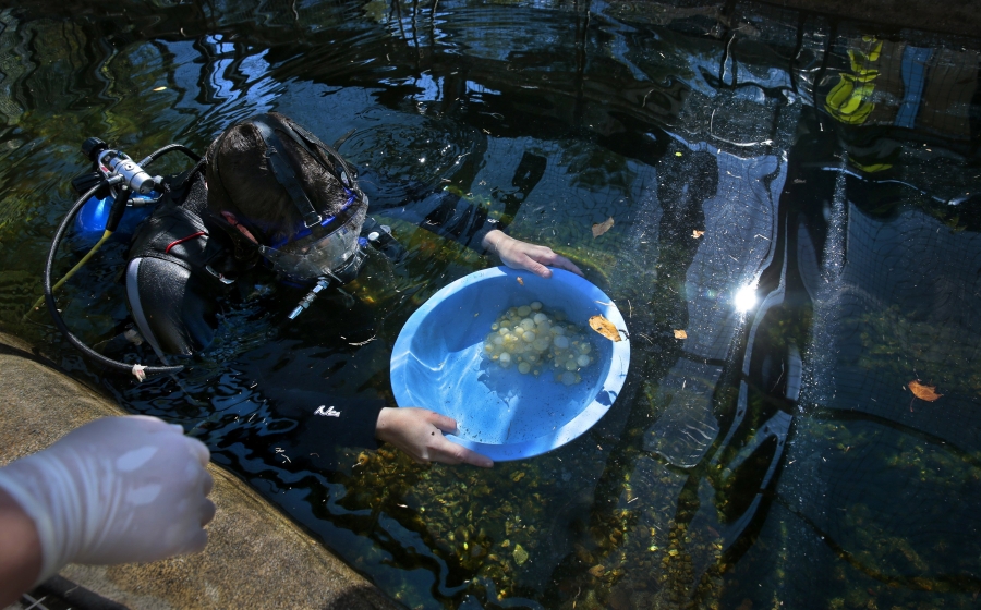 Hellbender keeper Katie Noble hands off a clutch of Ozark hellbender eggs after diving into the nesting stream outside the Herpetarium at the St. Louis Zoo on Sept. 27. (Robert Cohen/St.