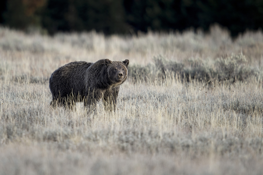 A grizzly bear is seen in Grand Teton National Park, Wyo., during the fall season. Idaho's congressional delegation has renewed calls to remove grizzly bears from Endangered Species Act protections.