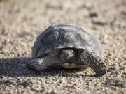 A desert tortoise on the move in the Desert Tortoise Research Natural Area on Oct. 10, 2022, in California City, California.