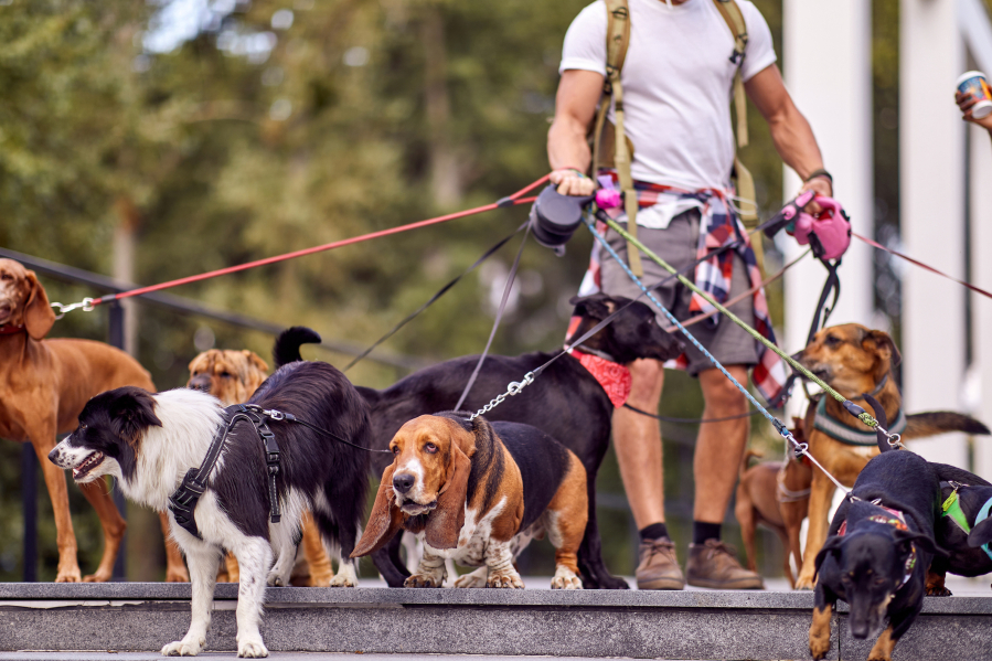 Physical activity is important to keeping a dog at a healthy weight.