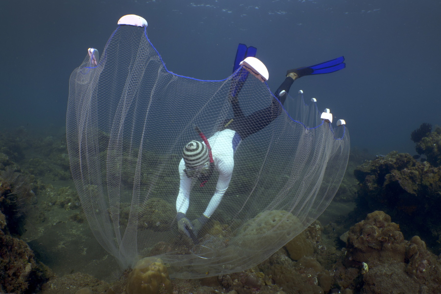 Made Partiana uses a net to catch aquarium fish on north coast of Bali, Indonesia, on April 10, 2021. Millions of saltwater fish are caught in Indonesia and other countries every year to fill ever more elaborate aquariums in living rooms, waiting rooms and restaurants around the world with vivid, otherworldly life.