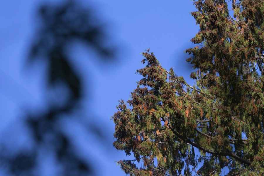 A stressed western red cedar loaded with seed pods is visible, on Friday, Oct. 7, 2022, in Seattle. Increasingly, the challenge for city arborists is to keep old and new trees alive, and it's incurring a bigger hit on municipal budgets.