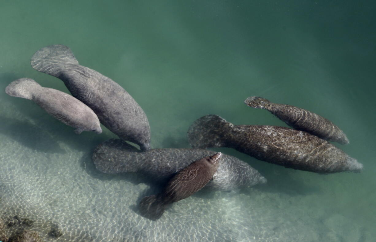 A group of manatees are pictured in a canal where discharge from a nearby Florida Power & Light plant warms the water in Fort Lauderdale, Fla., on Dec. 28, 2010. Manatees that are dying by the hundreds mainly from pollution-caused starvation in Florida should once again be listed as an endangered species, environmental groups said in a petition Monday.