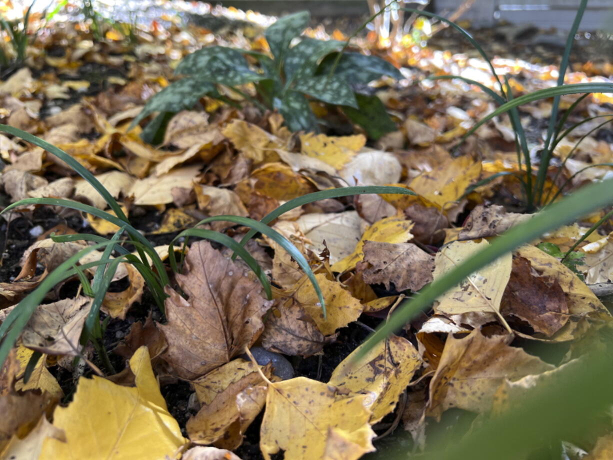 Fallen leaves sit Oct. 27 in a garden bed on Long Island, N.Y. They will decompose over winter to provide nourishment for existing and future plantings.