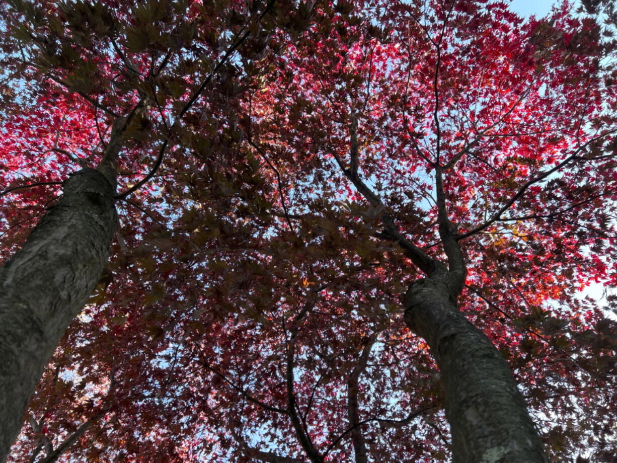 The striking scarlet red foliage of a Japanese maple is on display in Long Island, N.Y. Fall is the time when many trees put on a colorful show.