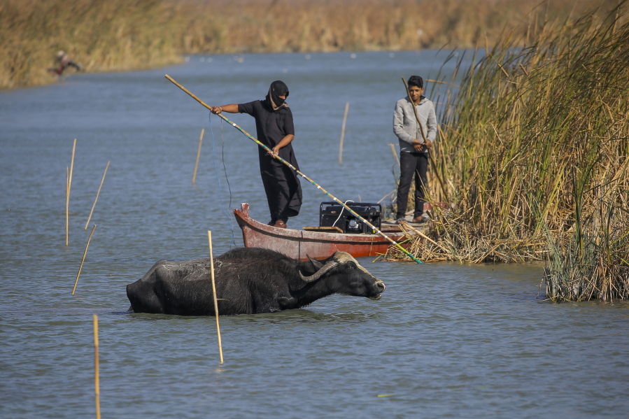 Iraqi buffalo herders in the marshes of Chibayish collect reeds as water buffalos drink water following a summer of severe water shortages in Dhi Qar province, Iraq, Sunday, Nov.20, 2022.