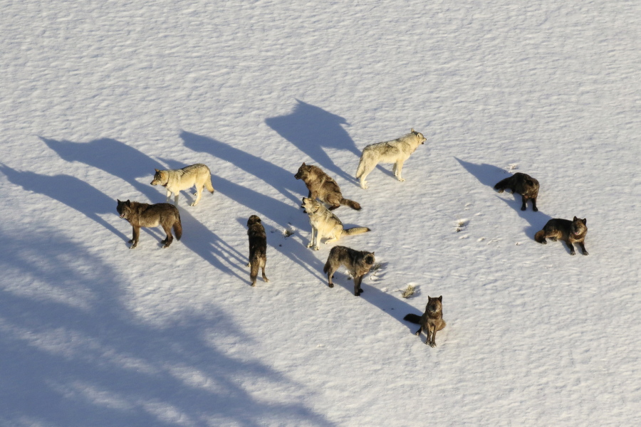 FILE - In this aerial file photo provided by the National Park Service is the Junction Butte wolf pack in Yellowstone National Park, Wyo., on March 21, 2019. A Montana judge has temporarily restricted wolf hunting and trapping near Yellowstone and Glacier National Parks and imposed statewide limits on killing the predators.