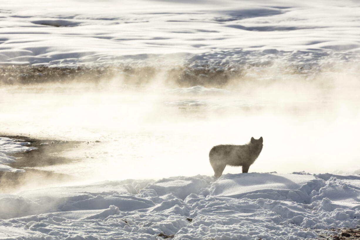 FILE - In this photo released by the National Park Service a wolf from the Wapiti Lake pack is silhouetted by a nearby hot spring in Yellowstone National Park, Wyo., on Jan. 24, 2018. A lawsuit from environmentalists is challenging Montana rules that made it easier to kill wolves in the state, including those that wander out of Yellowstone. (Jacob W.