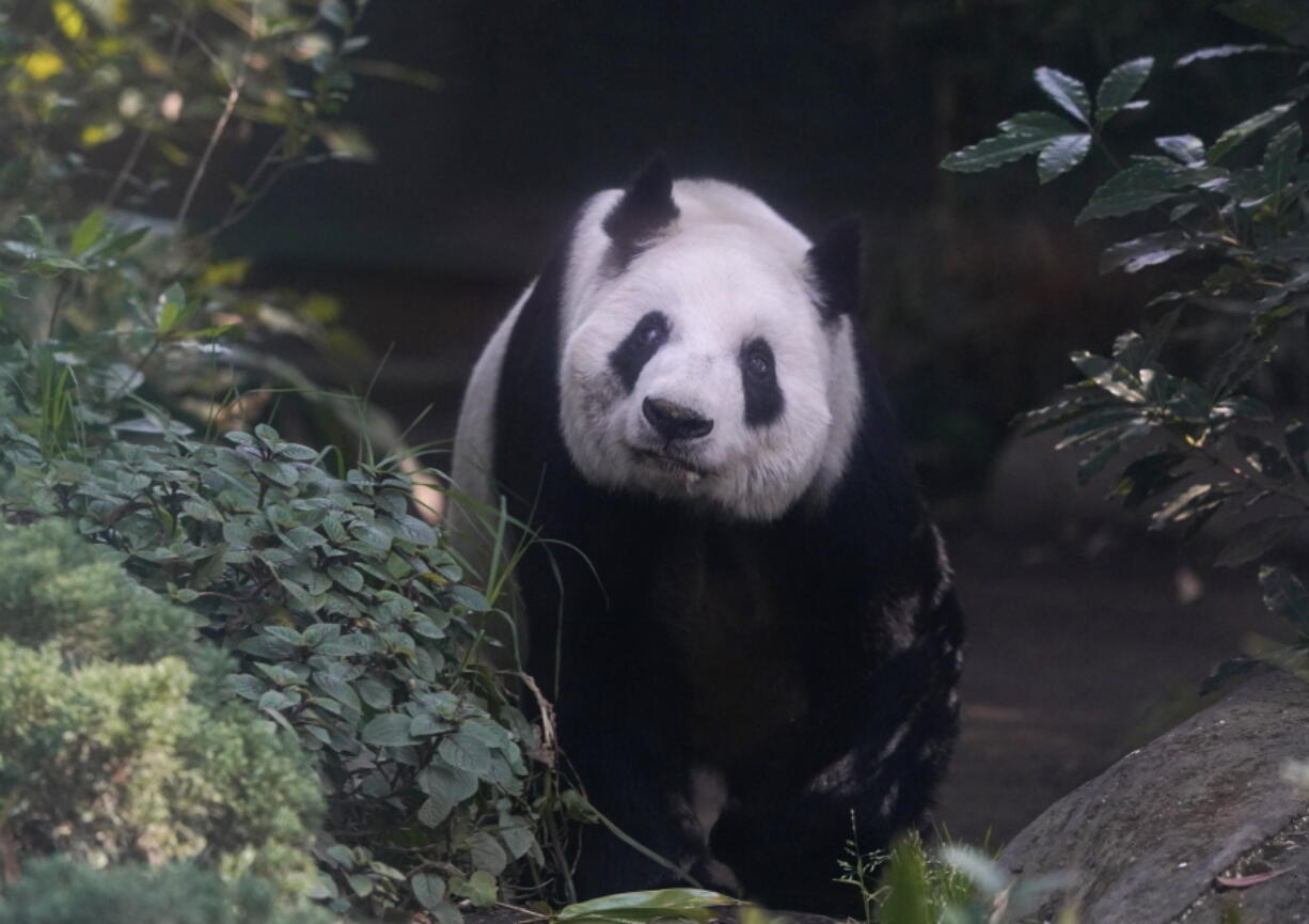 Xin Xin, the last giant panda in Latin America, looks out from her enclosure Nov. 11 at the Chapultepec Zoo, in Mexico City. At age 32, Xin Xin is among the oldest captive giant pandas ever.