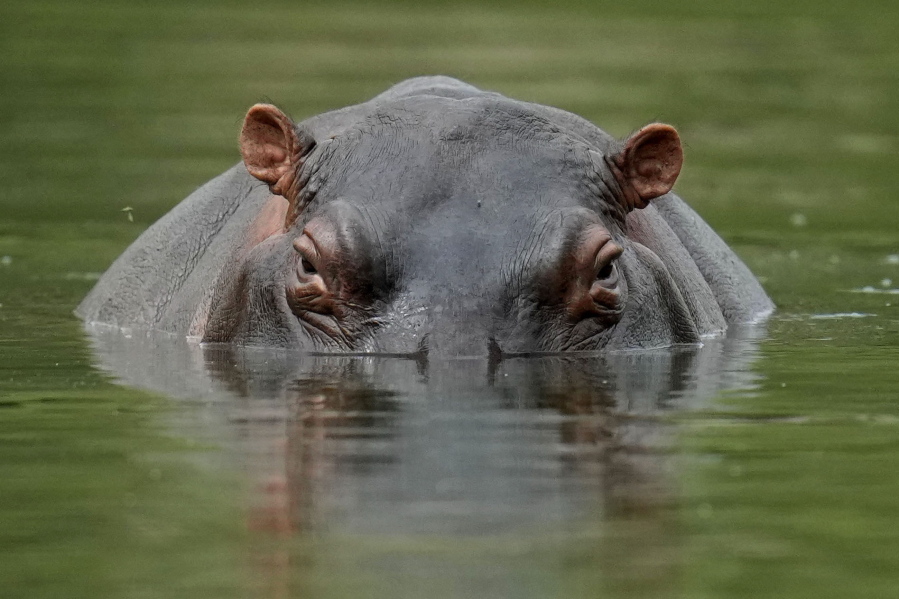 FILE - A hippo floats in the lagoon at Hacienda Napoles Park, once the private estate of drug kingpin Pablo Escobar who decades ago imported three female hippos and one male in Puerto Triunfo, Colombia, Feb. 16, 2022. An international conference on trade in endangered species ended Friday, Nov. 25, in Panama, with protections established for over 500 species.
