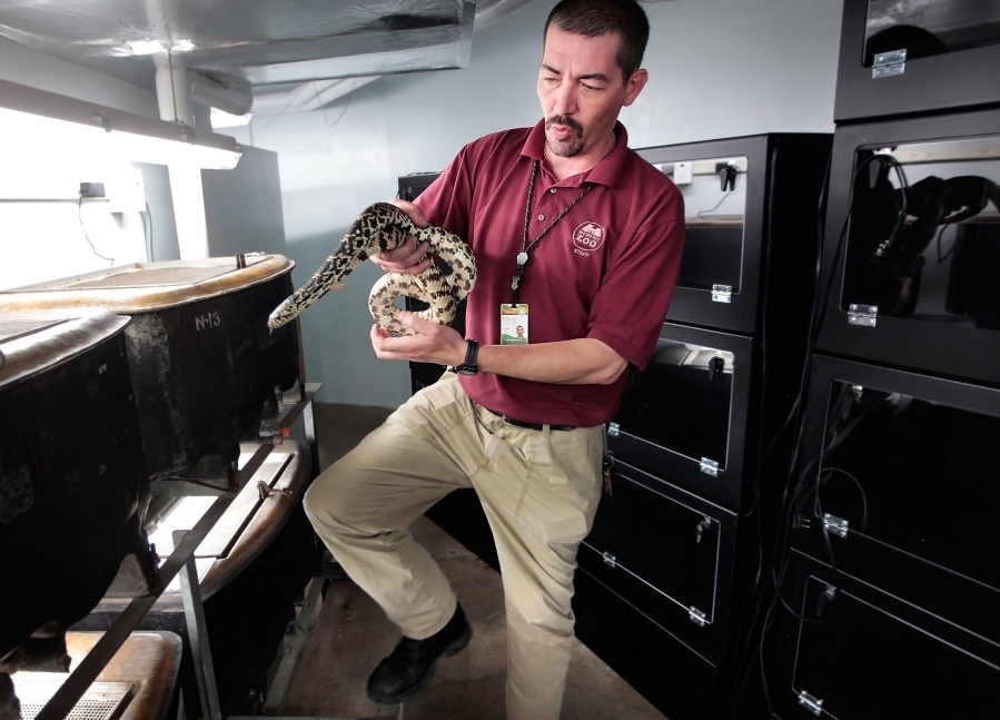 FILE - Assistant herpetarium curator Chris Baker unwinding a Louisiana pinesnake from its enclosure at the Memphis Zoo, March 1, 2016. The U.S. government says four areas in Louisiana and two in Texas should be protected as critical habitat for a rare snake that eats small gophers and takes over their burrows.