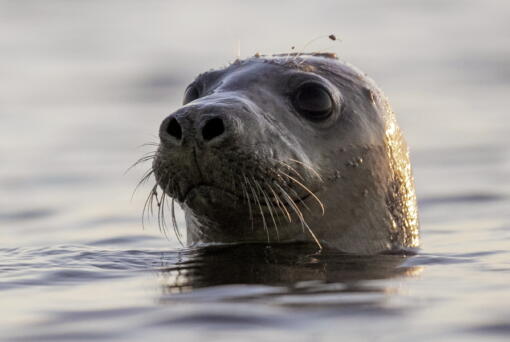 A harbor seal looks around in Casco Bay on July 30, 2020, off Portland, Maine.