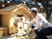 FILE - In this photo provided on Oct. 2018, by South Korea Presidential Blue House, South Korean President Moon Jae-in touches a white Pungsan dog, named Gomi, from North Korea, in Seoul, South Korea.