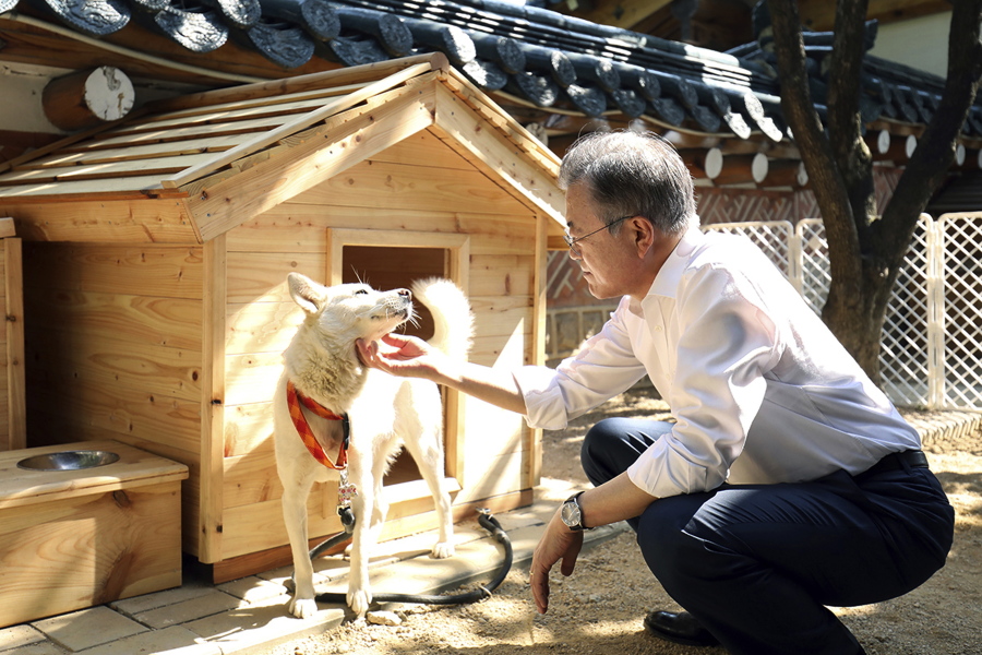 FILE - In this photo provided on Oct. 2018, by South Korea Presidential Blue House, South Korean President Moon Jae-in touches a white Pungsan dog, named Gomi, from North Korea, in Seoul, South Korea.