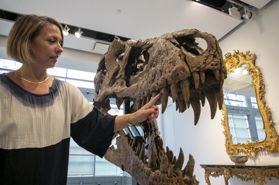 Cassandra Hatton, senior vice president, global head of department, Science & Popular Culture at Sotheby's, touches the tooth of a Tyrannosaurus rex skull excavated from Harding County, South Dakota, in 2020-2021, in New York City on Friday, Nov. 4, 2022. When auctioned in December, the auction house expects the dinosaur skull to sell for $15 to $25 million.