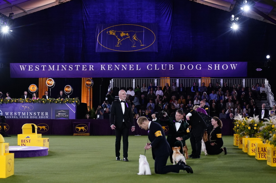 Best in show judge, Dr. Don Sturz, standing at center, is shown at the 146th Westminster Kennel Club Dog Show, on June 22 in Tarrytown, N.Y.
