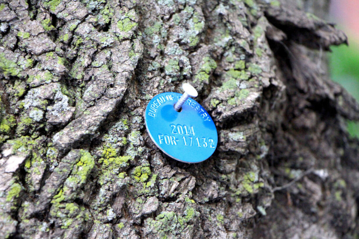 A blue medallion is pinned to an Ash tree in Chicago, which indicates it has been treated with pesticide to kill the Emerald Ash Borer and keep the tree alive is viewed on June 29, 2016.