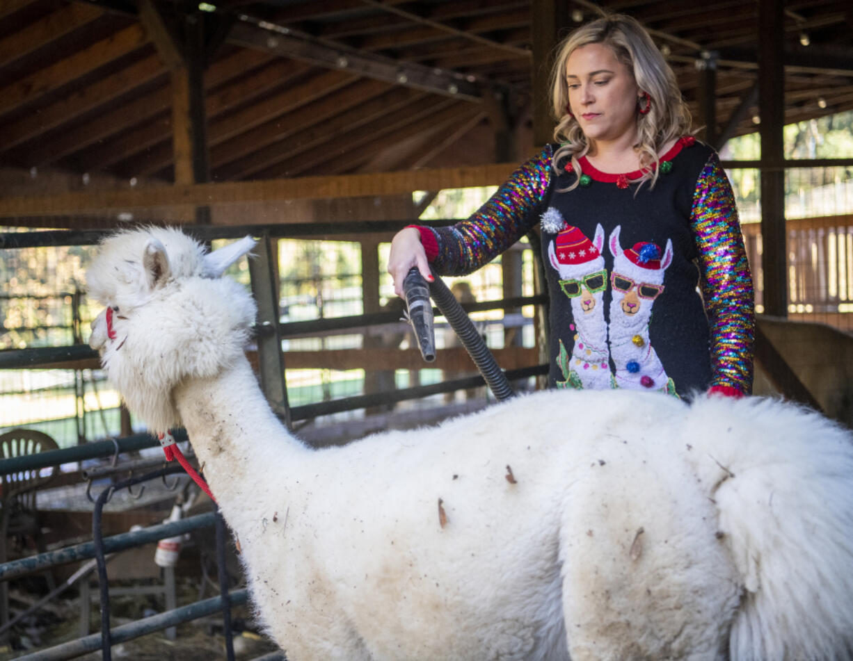 Mountain Peaks Therapy Llamas and Alpacas co-owner Shannon Joy blows debris out of 12-year-old therapy alpaca Jean-Pierre's fiber coat at their Ridgefield farm.