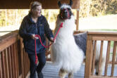Farm co-owner Lori Gregory leads Prince at Mountain Peaks Therapy Llamas and Alpacas.